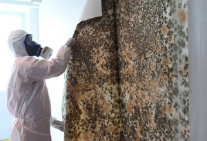 mold professional removal