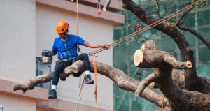man on tree with chain saw