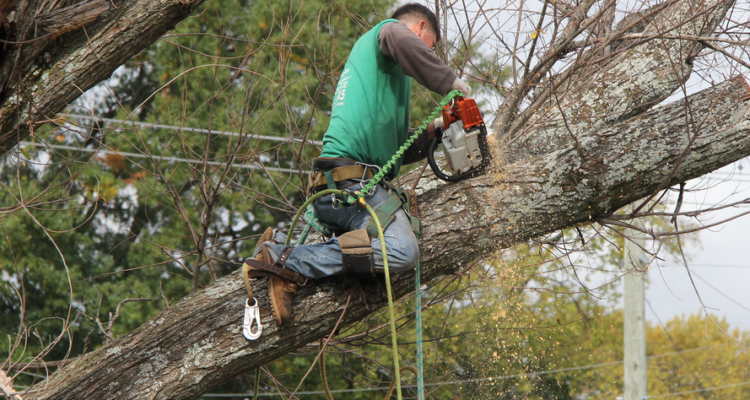 tree lopping