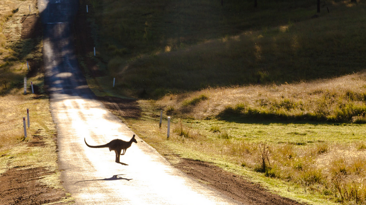 kangaroo